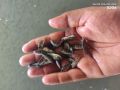 monosex tilapia fish seeds