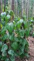 Natural Green herbal fresh betel leaves