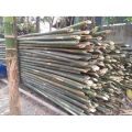 Green bamboo poles