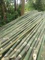 Bamboo Sticks round 6inch bamboo pole