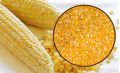 Yellow Maize/Yellow Corn: Maize Grits 4 (1.00 mm to 2.00 mm)