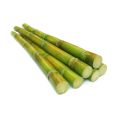 Organic Green Green-Black fresh sugar cane