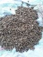 Brown Dried akarkara seeds
