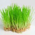 Green Wheat Grass