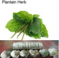 Plantain  Herb