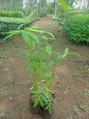 Seema Biotech tissue culture dendrocalamus stocksii bamboo plants