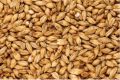 Barley Animal Feed