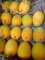 fresh alphonso mangoes