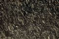 Black Zebra Granite Slab