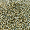 Marwadi Special Bajra Seeds