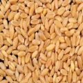 MP Sharbati Wheat Seeds