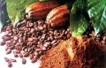 Raw Cacao - THEOBROMA CACAO OIL - Cacao Oil