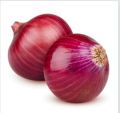 Big Nashik Onion