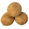 Full Husked Coconut