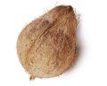 High Quality Husked Coconut