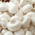Milky Button Mushroom