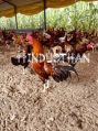 country chicken