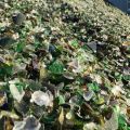 Multi Color Used Waste cullet glass scrap