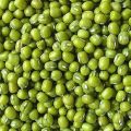 Common Dark Green Solid green mung bean