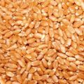 Natural Creamy organic wheat