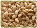 Organic Brown barley seeds