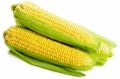 Yellow fresh sweet corn
