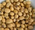 Soya Beans