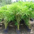 Bambusa Bamboo Plant