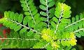 Phyllanthus Niruri Leaves