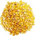 Granule yellow corn animal feed
