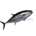 fresh yellow fin tuna fish