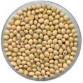 Organic soybean seeds