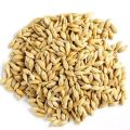 Organic barley grain