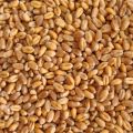 Organic wheat grain