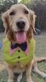 Zorba Pet Fashion Multicolor Plain dog bandana