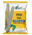 Grey 9901 pilot hybrid bajra seeds