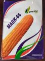Yellow mark 66 hybrid maize seeds