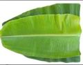 Green Natural fresh banana leaf