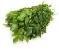 Natural Curry Leaf