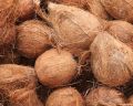 Hard Solid natural semi husked coconut