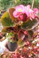 Red begonia plant