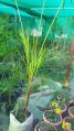 Green Bottle Palm Plant