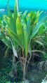 Natural Soft Green coconut plant