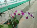 Natural orchid Plant
