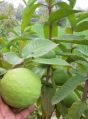 Green tissue culture guava plant