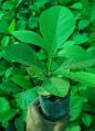 Green Tissue Culture Teak Plant