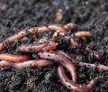 Vermiculture Earthworm