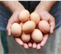 Shree Gowri organic eggs brown eggs