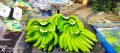13kg fresh banana