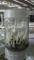 tissue cultured plants